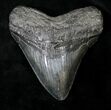 Very Wide Megalodon Tooth - South Carolina #19061-1